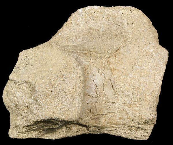 Partial Mosasaur (Platecarpus) Dorsal Vertebra - Kansas #45664